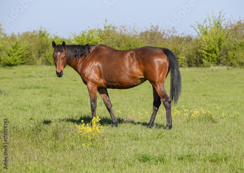 Horses graze in the pasture. Paddock horses on a horse farm. Wal © eleonimages