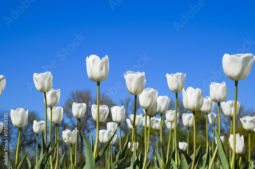 Better tulip flowers against the blue sky. A flower bed with tul photo