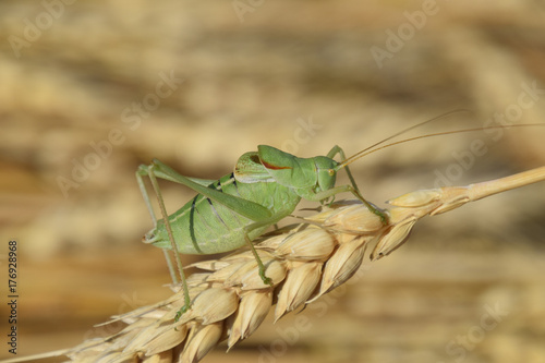Isophya. Grasshopper is an isophy on a wheat spikelet.