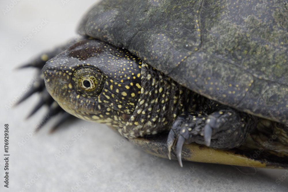 Obraz premium Ordinary river tortoise of temperate latitudes. The tortoise is
