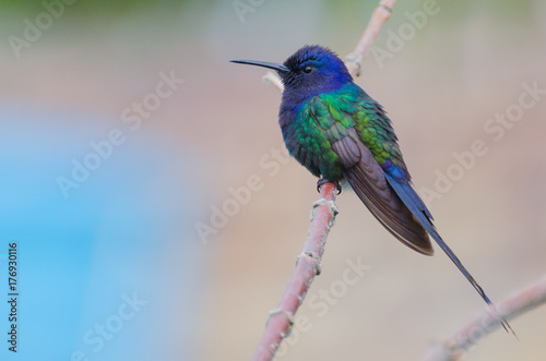 little blue and green hummingbird