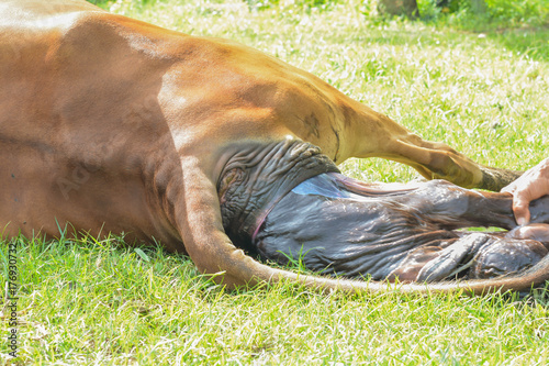 Fotografie The cows are birth and the sun is in the morning.