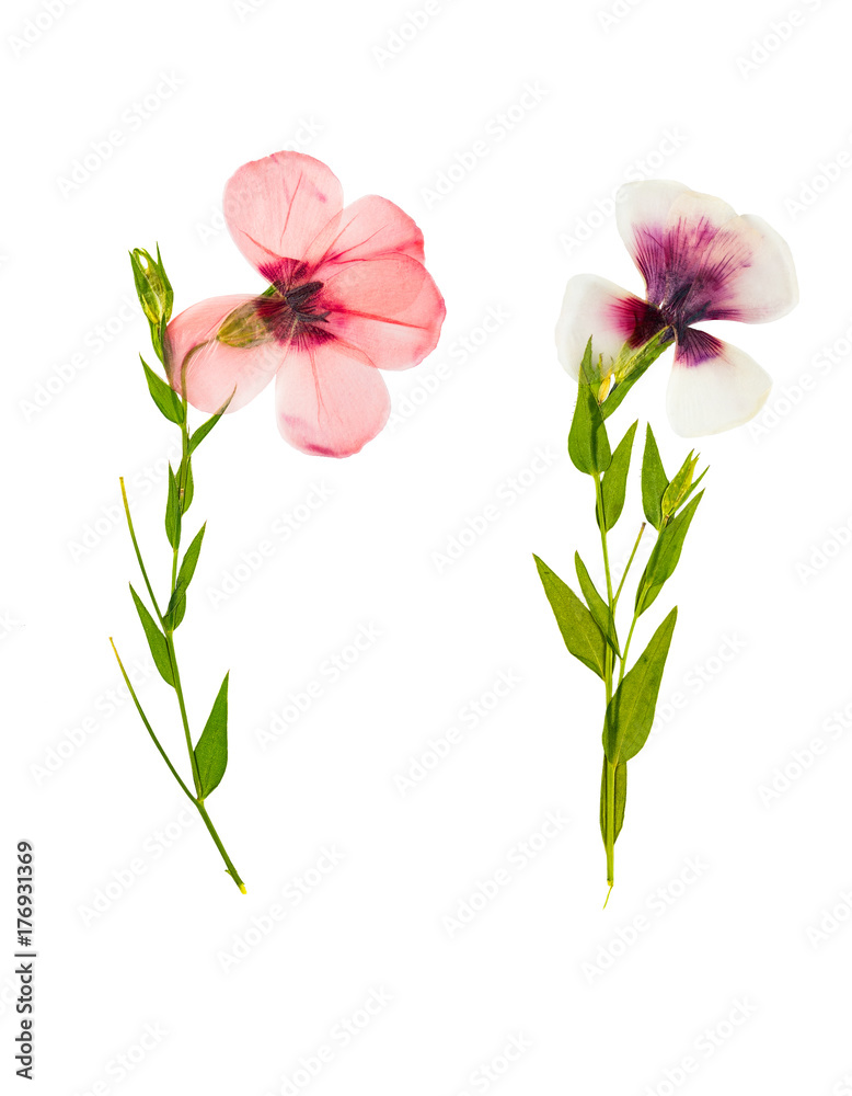 Pressed and dried delicate flower flax, isolated on white