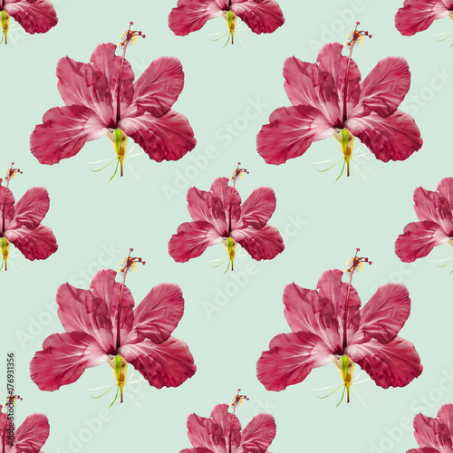 Hibiscus. Seamless pattern texture of flowers. Floral background  photo collage