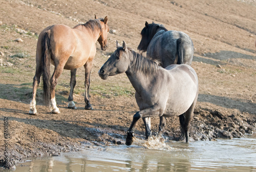 Liver Chestnut Bay Roan mare and Red Roan stallion drinking at the waterhole in the Pryor Mountains Wild Horse Range in Montana United States © htrnr
