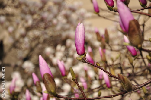 Magnolia about to Bloom