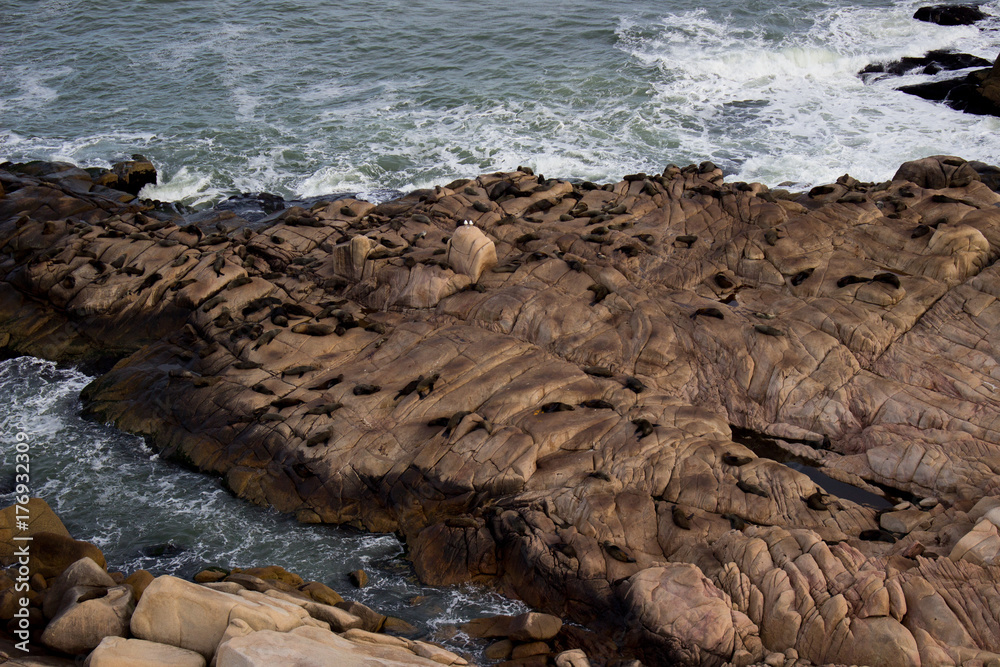 Obraz premium Sealions resting on shore