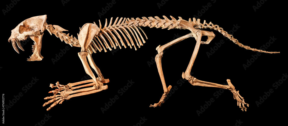 Obraz premium Szkielet tygrysa szablastozębnego (Hoplophoneus primaevus). Na białym tle
