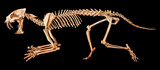Saber - toothed tiger ( Hoplophoneus primaevus ) skeleton . Isolated background