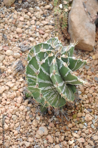 Cactus plant