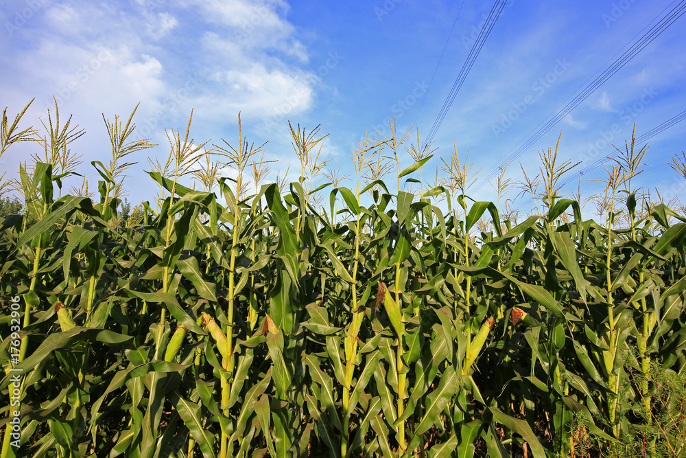 Obraz premium Corn Field