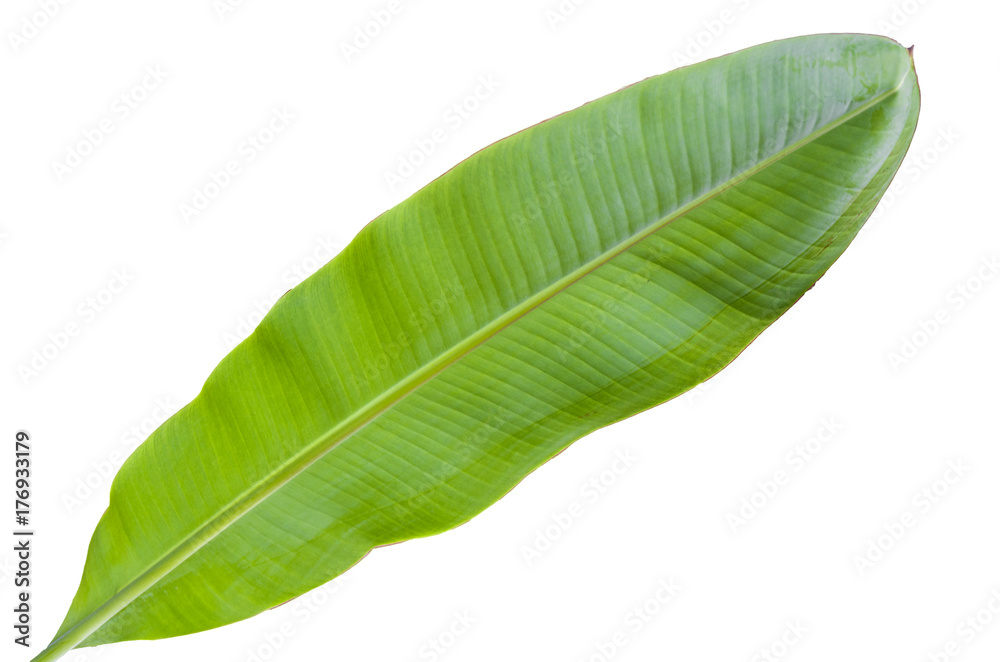 Obraz premium Tree Banana Leaf Isolated On White / clipping path