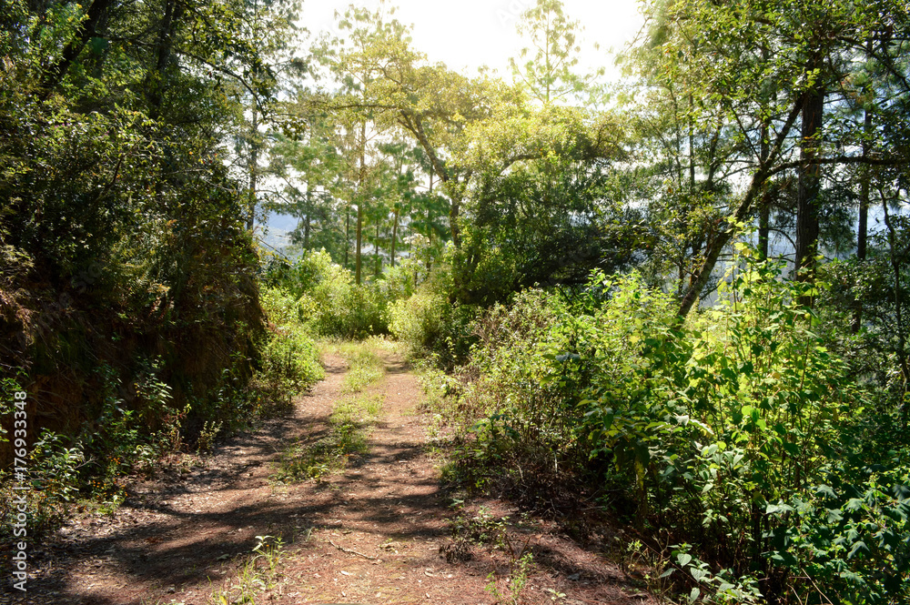 Obraz premium Landscape with pine trees forest in Capulalpam de Mendez in the highlands of the state of Oaxaca, Mexico. It is one of the “Pueblos Magicos” towns.