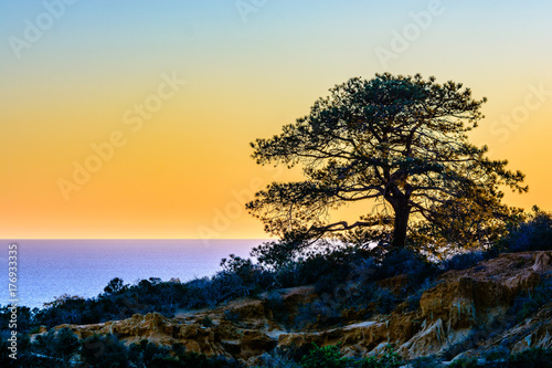 Torrey pine tree against the San Diego sunset photo