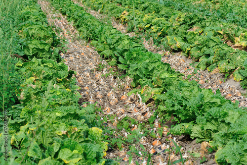 chinese cabbage and onion crops in growth at field