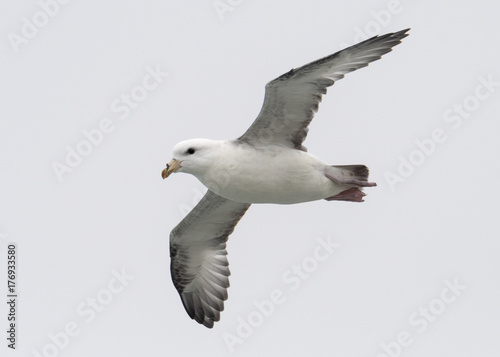 Northern Fulmar (Fulmarus glacialis)