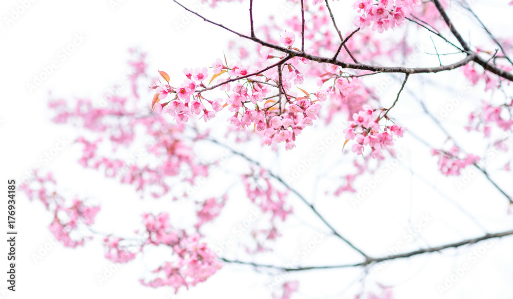 Sakura blossom Sakura blossom