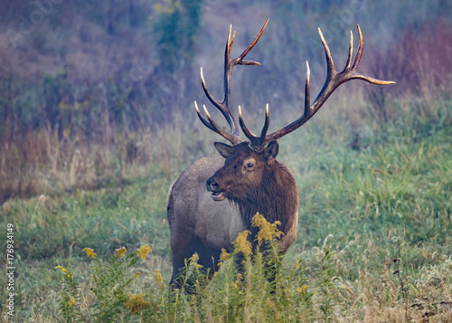 Benezette Elk