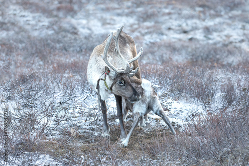 Portrait of a baby reindeer suckling on its mother. Khuvsgol, Mongolia. photo