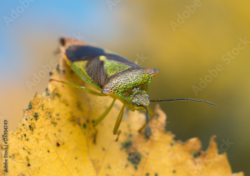 Macro photo of a hawtorn shield bug, Acanthosoma haemorrhoidale on birch leaf in autumn photo