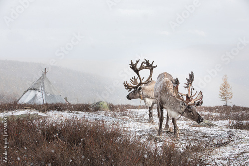 Portrait of two reindeer domesticated by the tsaatan people in front of a snowy yurt. Khuvsgol, Mongolia. photo