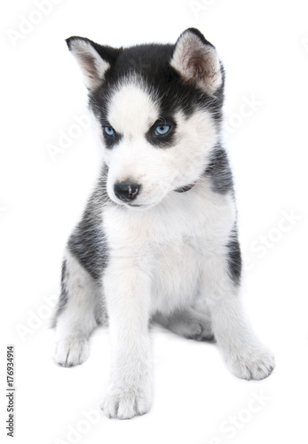 siberian husky puppy