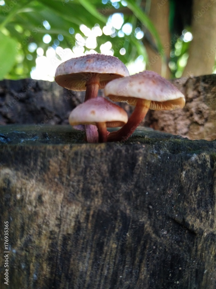 Fototapeta premium Mushrooms on timber