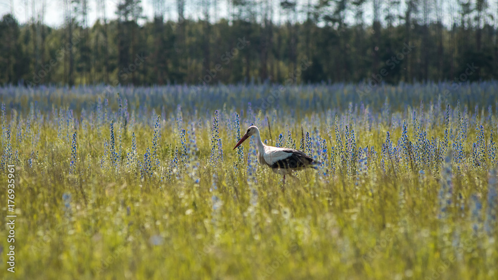 Fototapeta premium White stork walking in the field