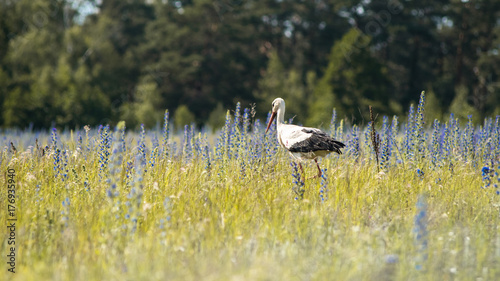 White stork walking in the field