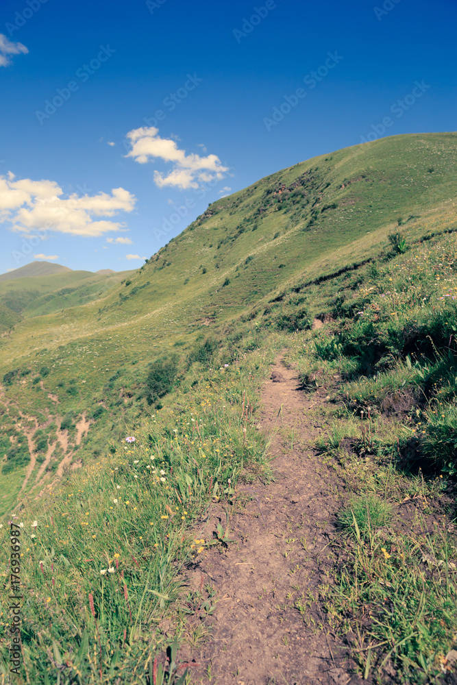 beautiful small flowers and green grass on mountains under blue sky
