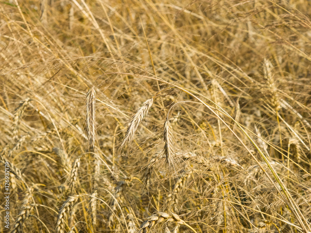 Field of rye with ears close-up background, selective focus, shallow DOF Field of rye with ears close-up background, selective focus, shallow DOF