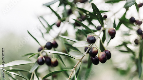 Close up of bunch of black olives on tree