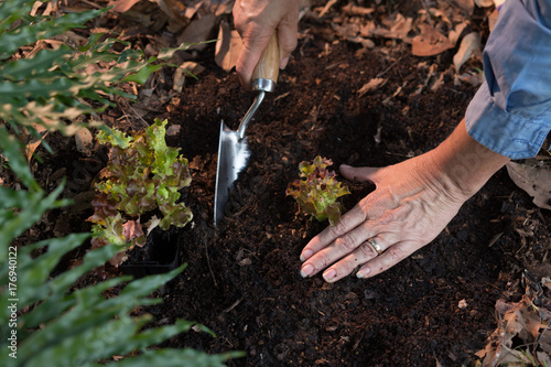 hands planting seedling, gardening