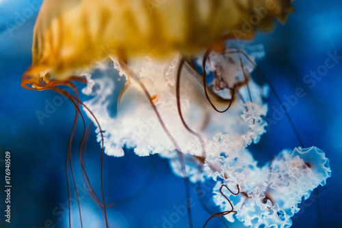 Close up of jellyfish