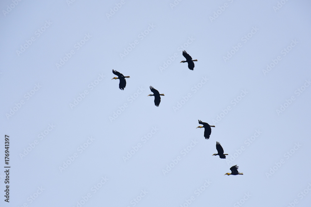 A flocking of Plain-pouched hornbill, Aceros subruficollis, Thailand A flocking of Plain-pouched hornbill, Aceros subruficollis, Thailand