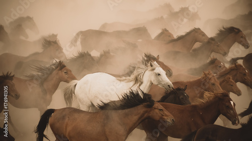 Valokuva Horses run gallop in dust