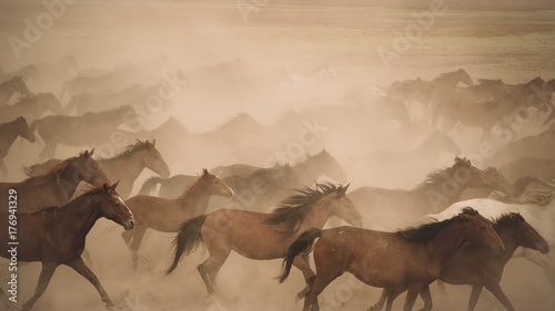 Fototapeta Naklejka Na Ścianę i Meble -  Horses run gallop in dust