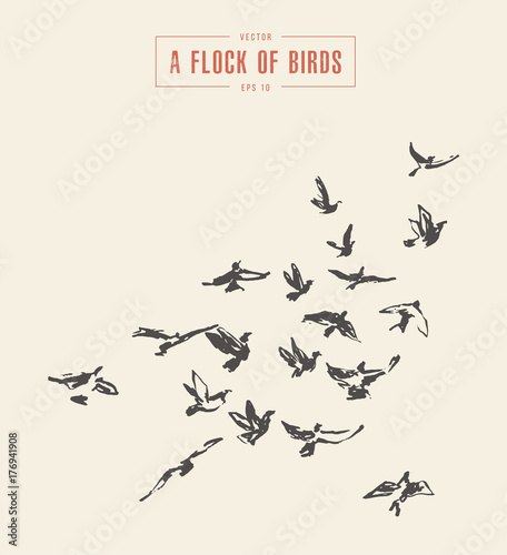 A flock of birds drawn vector illustration, sketch