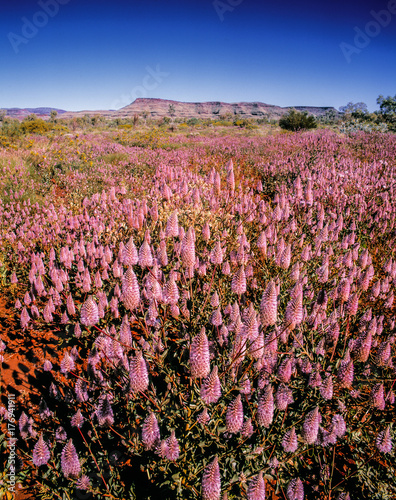 Mullaa Mullaa, Pilbara photo