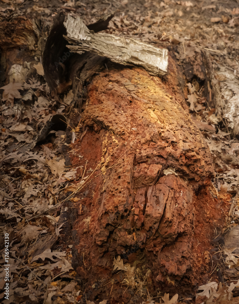 Fototapeta premium Fallen Tree Trunk !