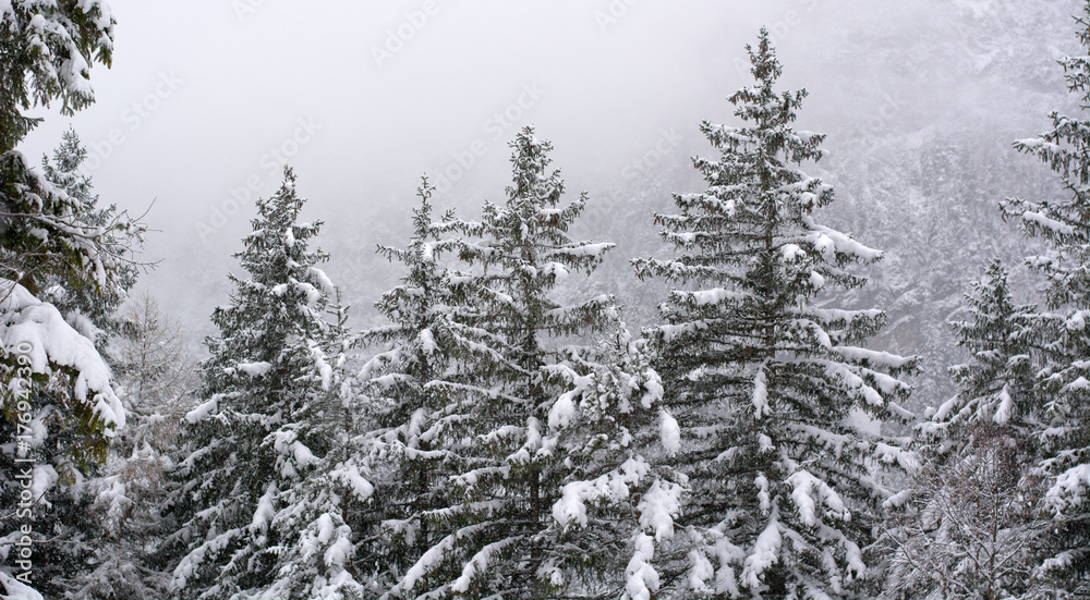 The tops of trees whitewashed by snow