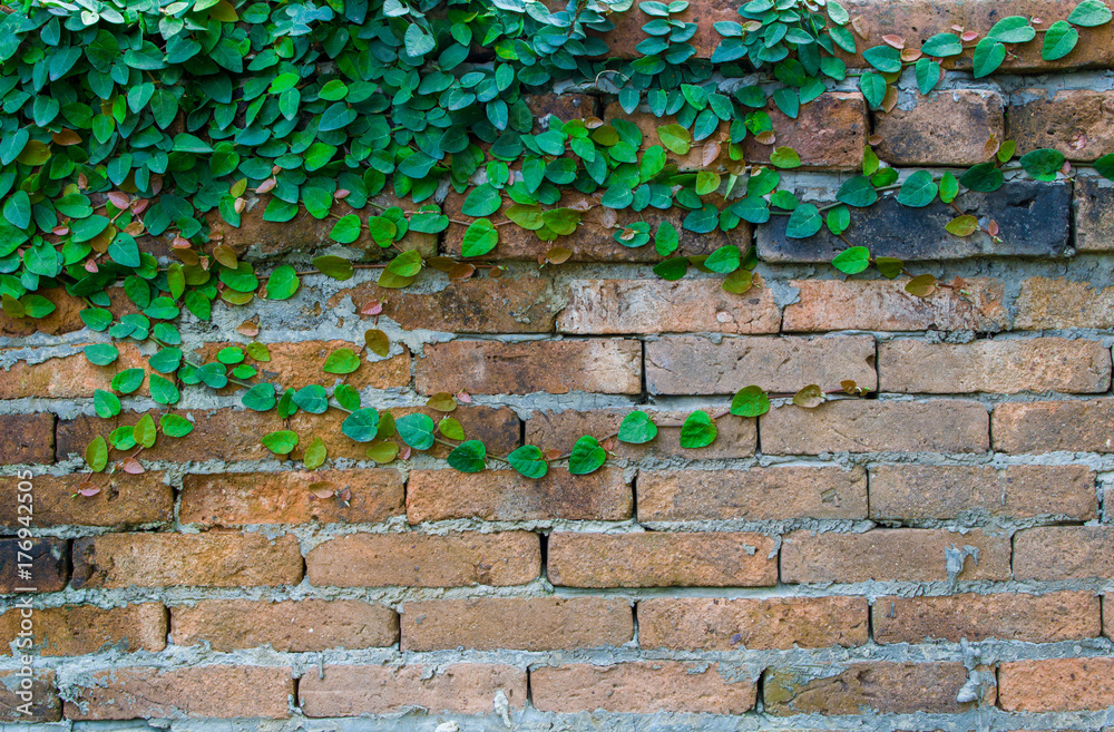 The wall is made of brick . Creepers are on the wall. Makes sense retro. Also known as a vintage style. copy space The wall is made of brick . Creepers are on the wall. Makes sense retro. Also known as a vintage style. copy space