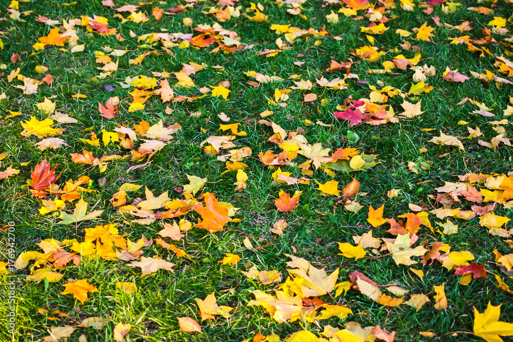 Red, yellow and green maple leaves on green grass
