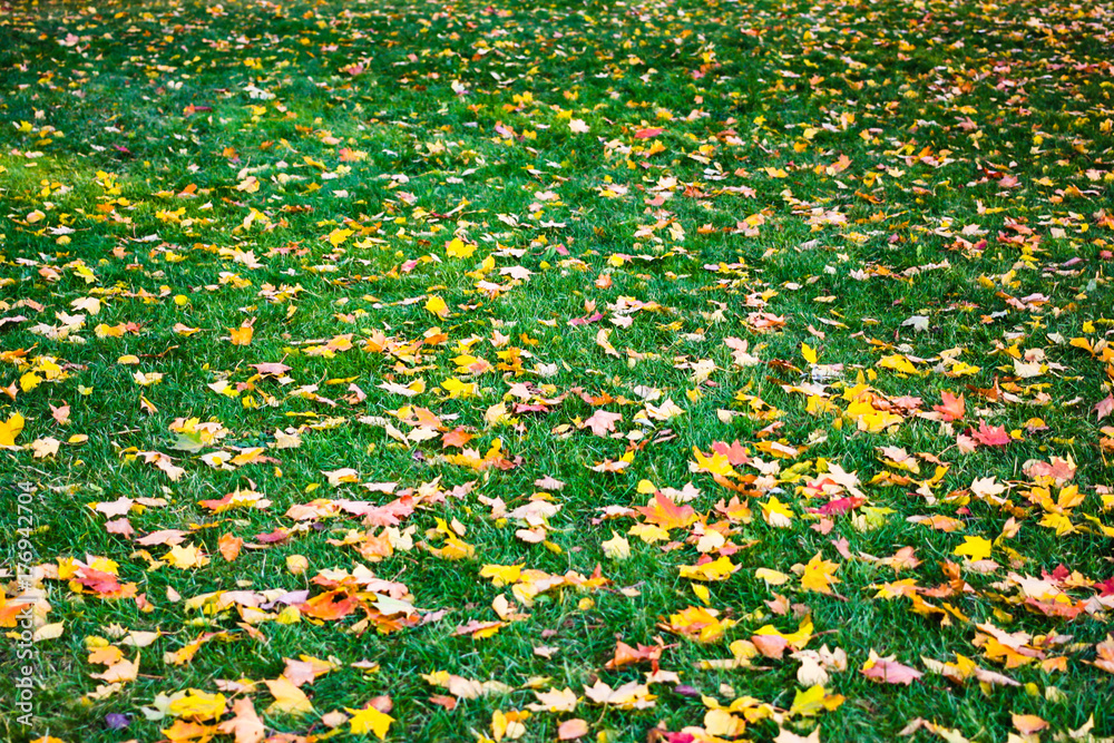 Carpet of red and yellow maple leaves on green grass