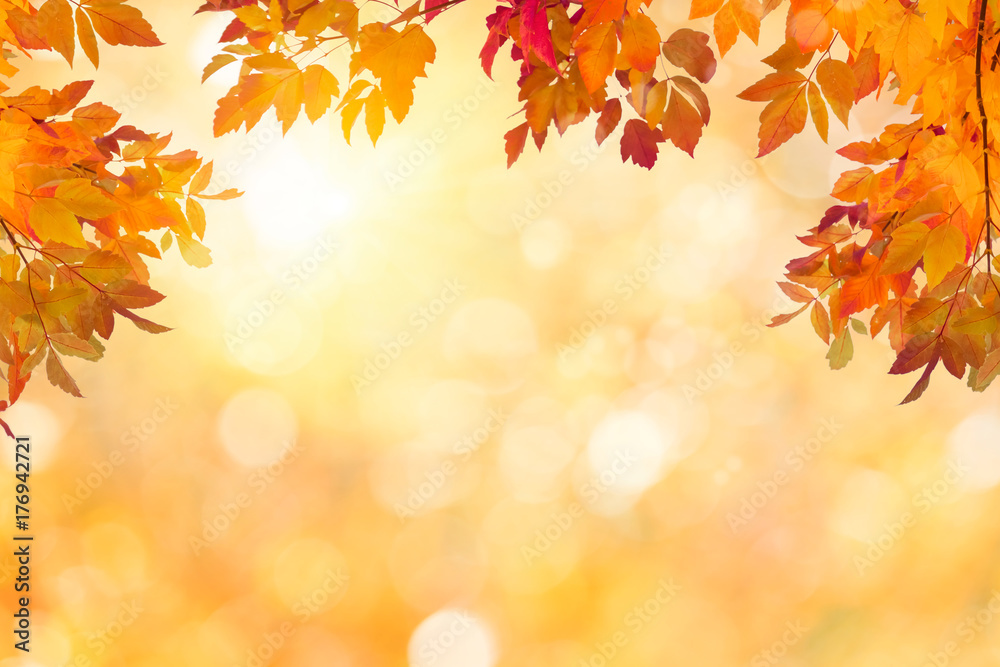 Sunny autumn day with colorful leaves background Sunny autumn day with colorful leaves background
