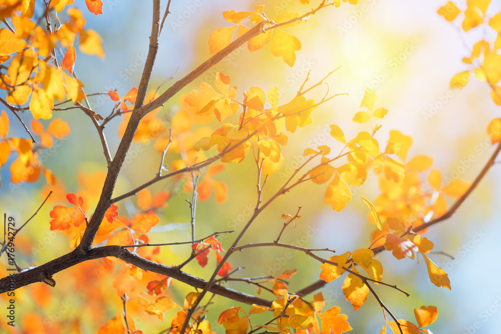 Sunny autumn day in the park, colorful tree leaves Sunny autumn day in the park, colorful tree leaves