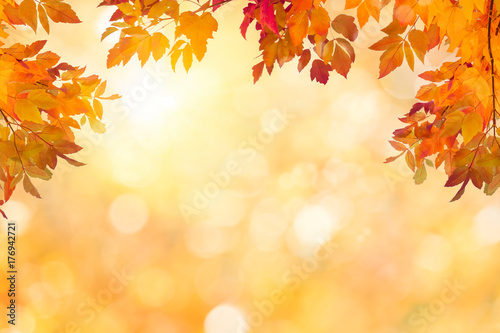 Sunny autumn day with colorful leaves background © Mariusz Blach