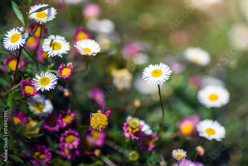 Vintage photo of beautiful wild flower