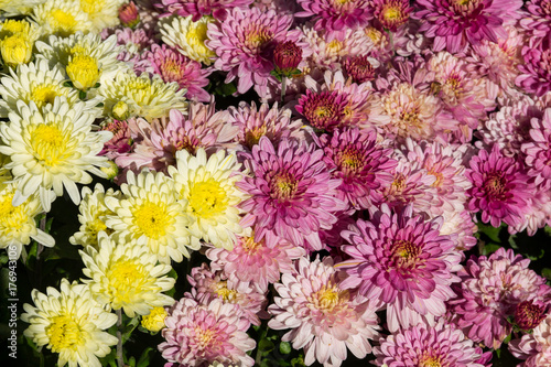 Beautiful chrysanthemums on flowerbed in the garden