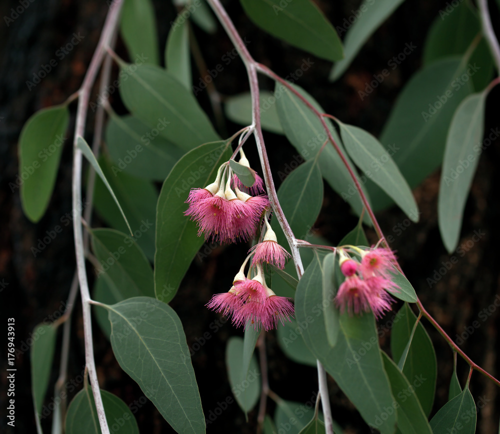 Eucalyptus tree branch Stock Photo Adobe Stock